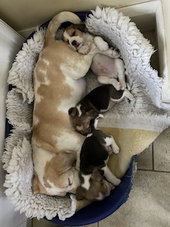 VLitter