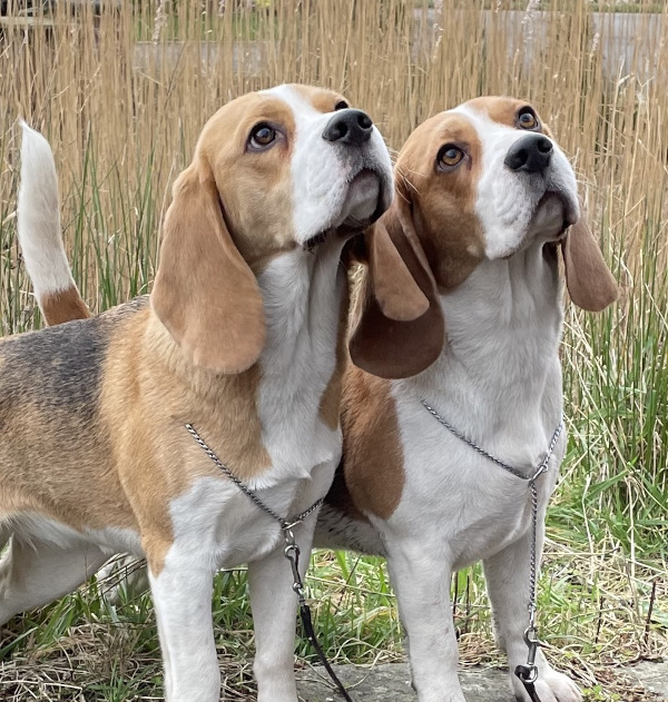 Butterow Beagles